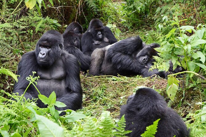 Gorilla Trekking Adventure - a Day Trip - Volcanoes National Park - Meeting and Pickup Details