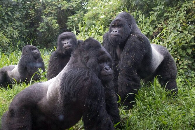 Gorilla Trekking Adventure - a Day Trip - Volcanoes National Park - Additional Important Information