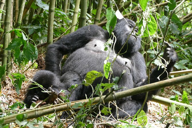 Gorilla Trekking Adventure - a Day Trip - Volcanoes National Park - Pricing and Customer Reviews
