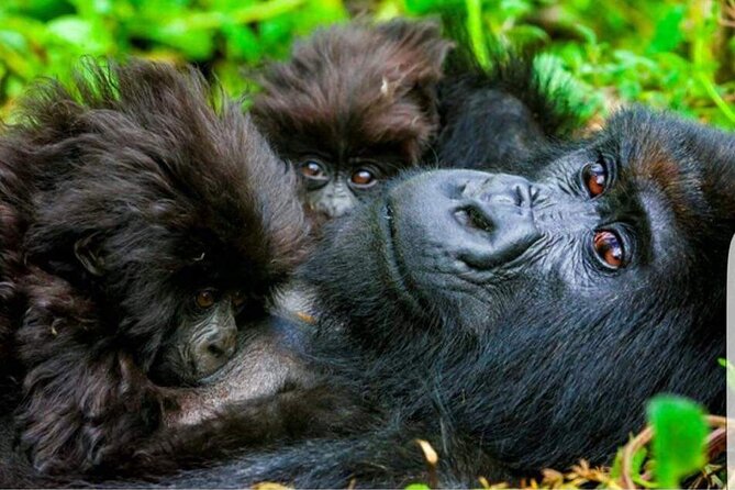 Gorilla Trekking Adventure - a Day Trip - Volcanoes National Park - The Sum Up
