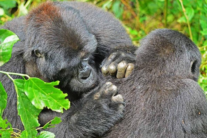 Gorilla Trekking And Masai Mara Safari – 8 Days - Accommodation Details