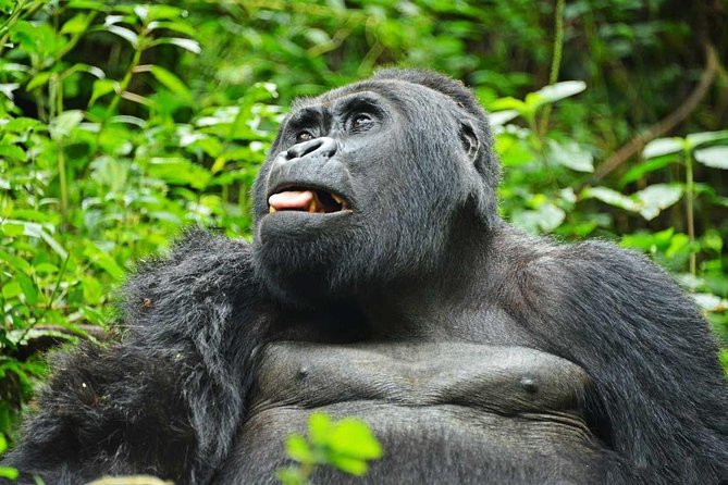 Gorillas, Game and Masai Mara Safari - 14 Days - Accommodation Details