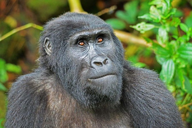 Gorillas, Game and Masai Mara Safari - 14 Days - Transportation Logistics