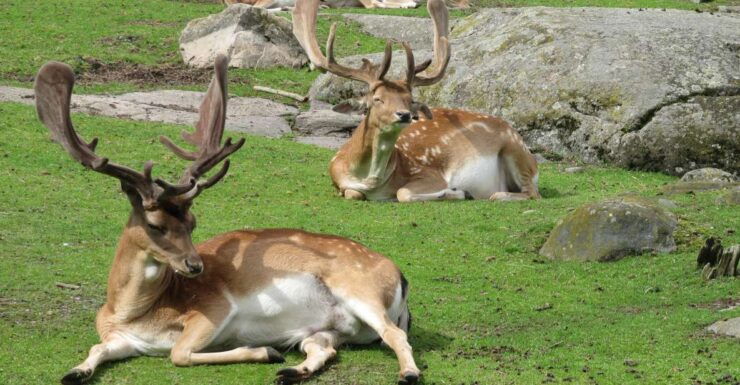 Gothenburg: Slottsskogen Park & Botanical Garden Tour - Tour Duration and Guide Information