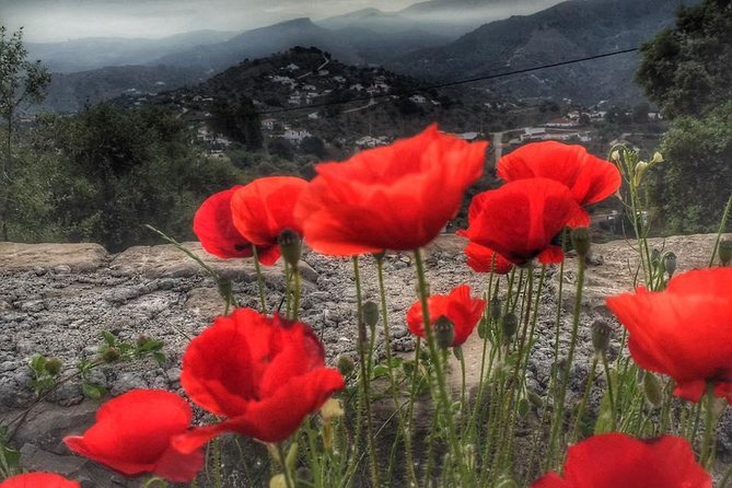 Gourmet Cooking Class & Culture in the Rural Montes De Malaga. - Expectations and Requirements