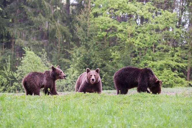 Gourmet Tour With Horse-Drawn Carriage & Optional Visit a Wildlife Observatory - Pricing