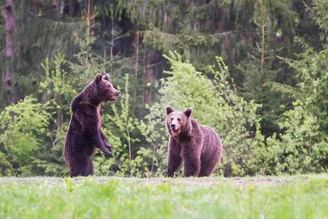 Gourmet Tour With Horse-Drawn Carriage & Optional Visit a Wildlife Observatory - Recommendations