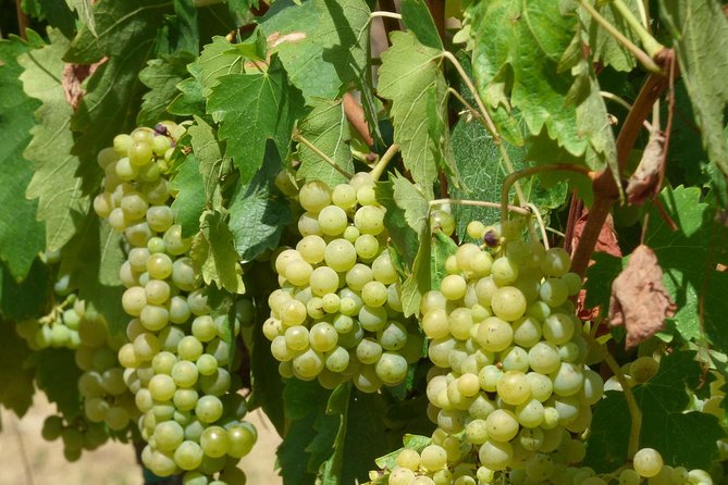 Gourmet Wine Tour San Gimignano Wine Tasting - San Quirico Winery - Location and Overview
