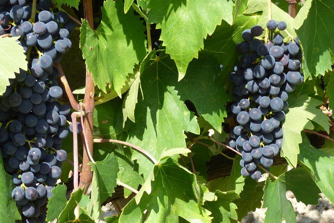 Gourmet Wine Tour San Gimignano Wine Tasting - San Quirico Winery - Vineyards and Wine Production