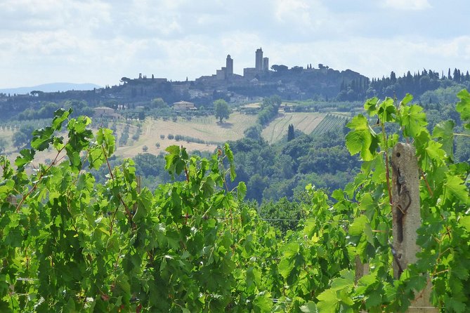 Gourmet Wine Tour San Gimignano Wine Tasting - San Quirico Winery - Wine and Oil Purchase Options