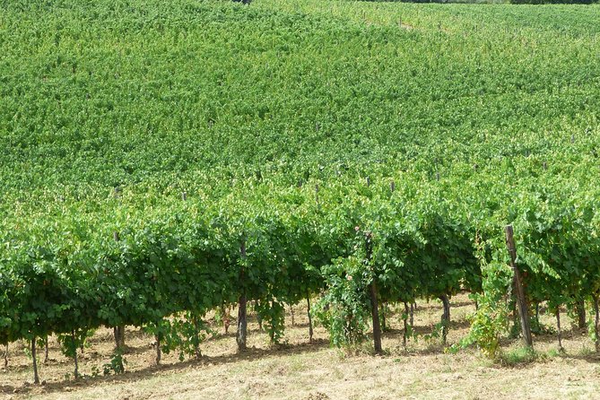 Gourmet Wine Tour San Gimignano Wine Tasting - San Quirico Winery - Additional Information and Cancellation Policy