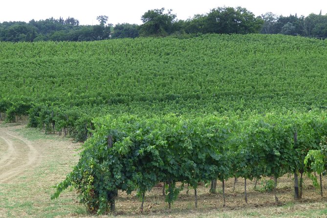 Gourmet Wine Tour San Gimignano Wine Tasting - San Quirico Winery - Common Questions