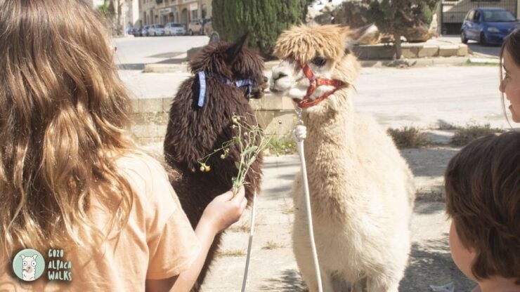 Gozo: Alpaca Walks and Farm Visit - Experience Itinerary
