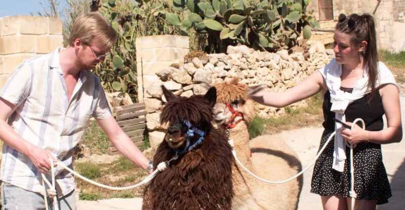 Gozo Alpaca Walks : with feeding and farm visit - Good To Know