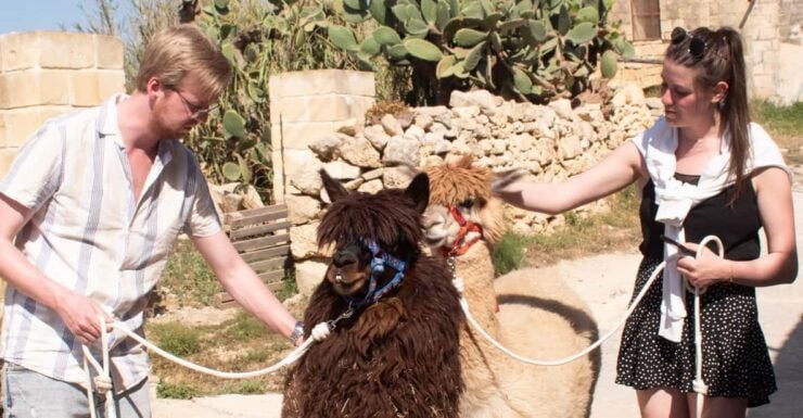 Gozo Alpaca Walks : With Feeding and Farm Visit - Experience Highlights