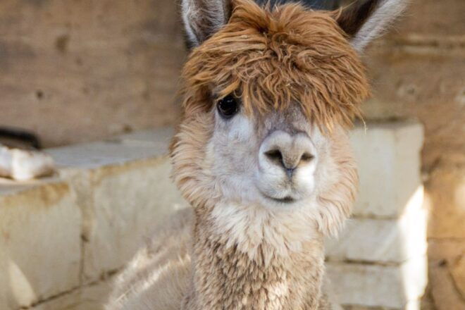 Gozo Alpaca Walks : With Feeding and Farm Visit - Customer Reviews
