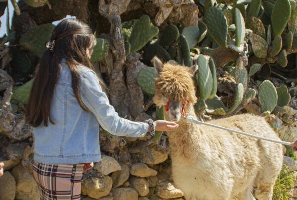 Gozo Alpaca Walks : With Feeding and Farm Visit - Interaction With Farm Animals