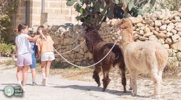 Gozo Alpaca Walks : With Feeding and Farm Visit - Frequently Asked Questions