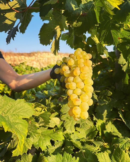 Gozo Wine and Food Tasting - Good To Know