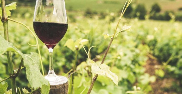 Gozo Wine and Food Tasting - Wine and Food Tasting Experience Details