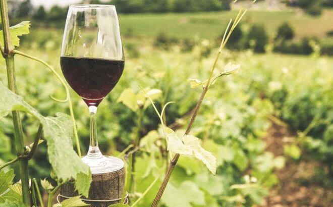 Gozo Wine and Food Tasting - Inclusions for Wine Tasting Tour