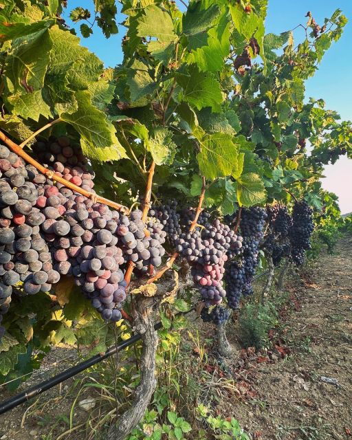 Gozo Wine and Food Tasting - Booking and Reservation Information
