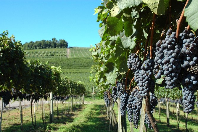 Gramado to Brazils Southern Wine Region Full-Day Tour (Feb ) - Good To Know