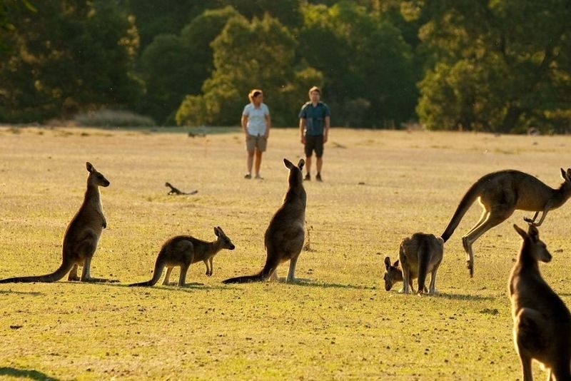 Grampians National Park Day Tour - Guides, comfort and what to prepare for