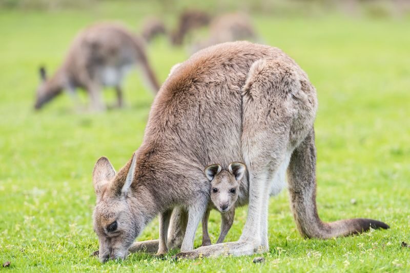 Grampians National Park Full Day Tour with Kangaroos - MacKenzie Falls: the day’s toughest walk