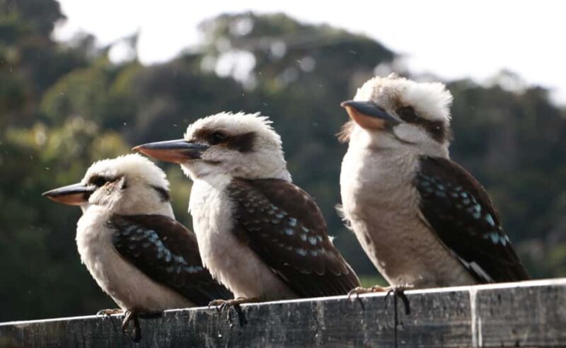 Grampians National Park Small-Group Eco Day Tour - Guides: The Heart of the Experience  