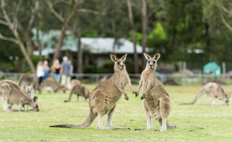Grampians National Park Small-Group Eco Day Tour - Final Thoughts  