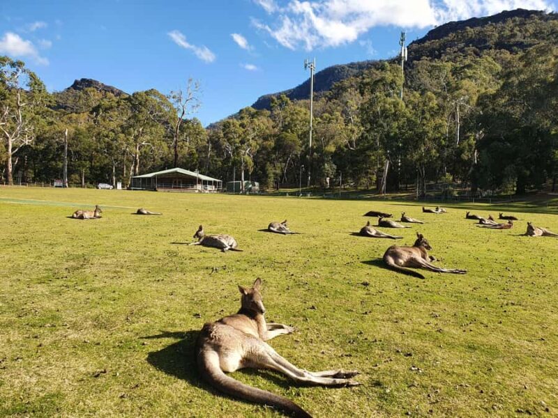 Grampians Small-Group Hiking & Wildlife Eco Experience - Final Thoughts: Who Is This Tour Perfect For?
