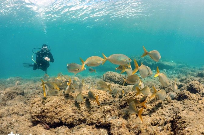 Gran Canaria: 2-Person SCUBA Diving Experience - Meeting and Pickup