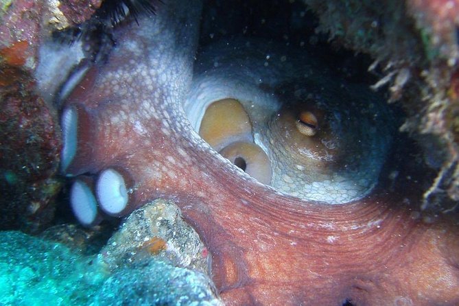 Gran Canaria: 2-Person SCUBA Diving Experience - Cancellation Policy