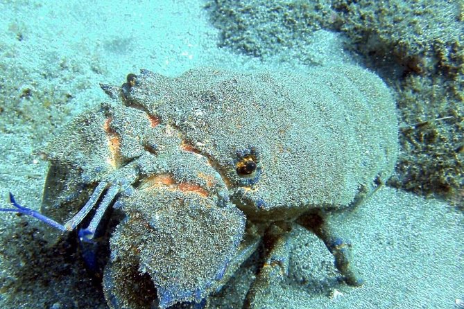 Gran Canaria: 2-Person SCUBA Diving Experience - Directions