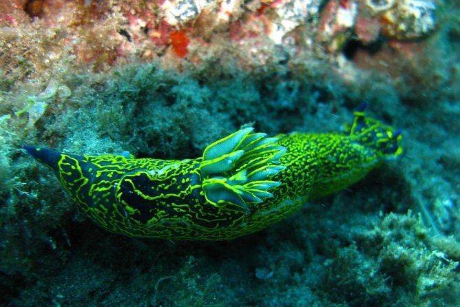 Gran Canaria: 2-Person SCUBA Diving Experience - Common Questions