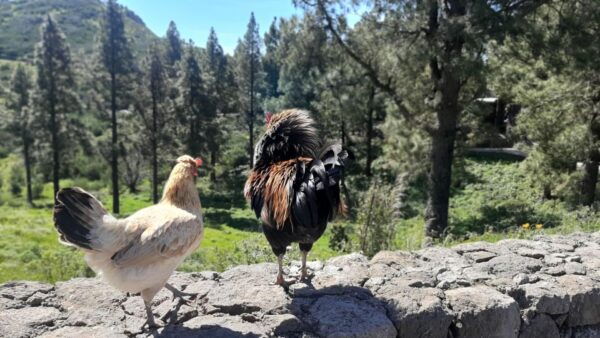 Gran Canaria: Artenara & Sacred Mountains by 2 Native Guides - Location