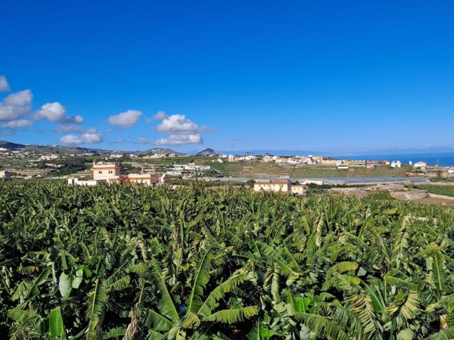 Gran Canaria: Banana Plantation Guided Tour & Tasting - Background