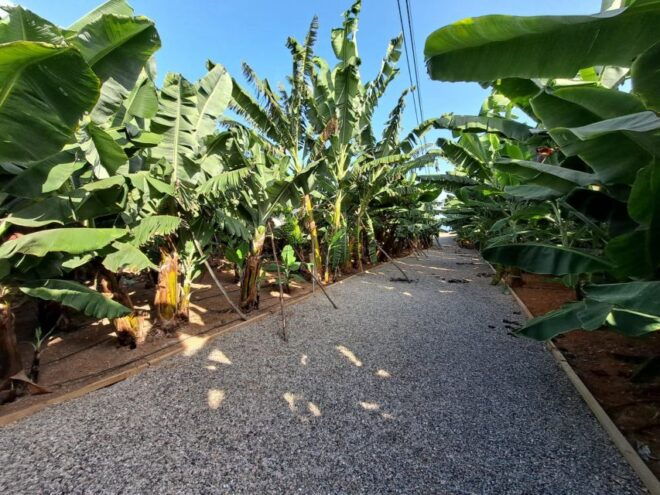 Gran Canaria: Banana Plantation Guided Tour & Tasting - Directions