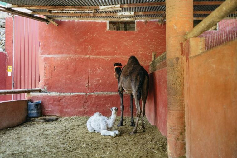 Gran Canaria: Camel Ride Safari W/ Optional Food & Transport - Participant Guidelines