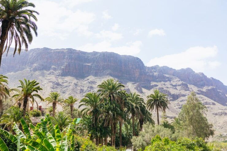 Gran Canaria: Camel Ride Safari W/ Optional Food & Transport - Activity Details