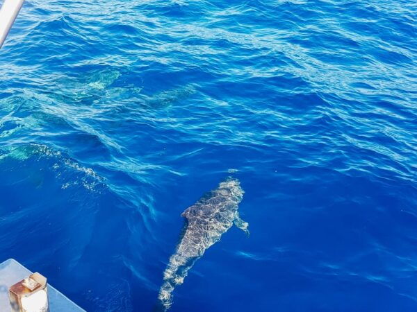 Gran Canaria: Catamaran Dolphin Watch Cruise With Snorkeling - Review Summary