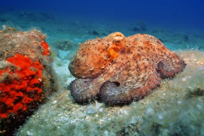 Gran Canaria: Discover Scuba Diving Beginner Program - Requirements and Restrictions
