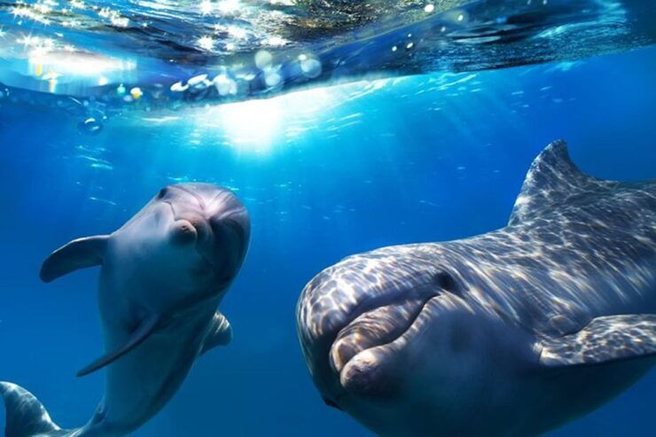 Gran Canaria: Dolphin and Whale Watching Cruise - Activity Details