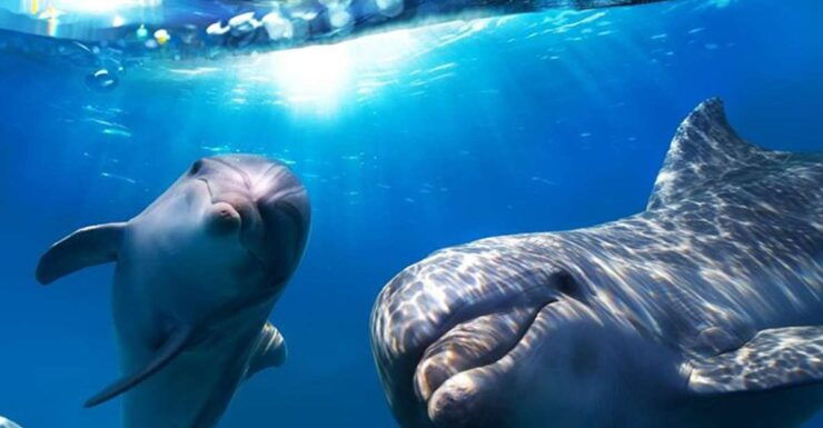 Gran Canaria: Dolphin and Whale Watching Cruise - Experience