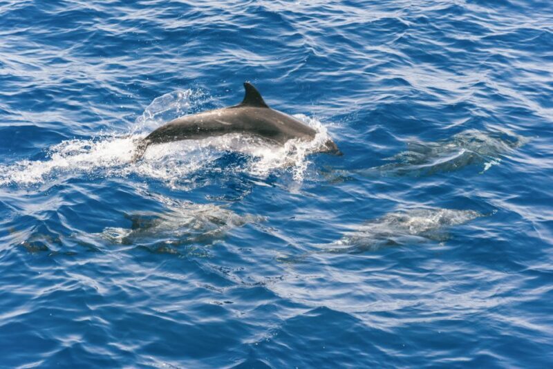 Gran Canaria: Dolphin and Whale Watching Cruise - Authentic Reviews: Real Travelers, Real Experiences