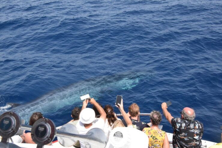 Gran Canaria: Dolphin and Whale Watching Cruise - Activity and Booking Details