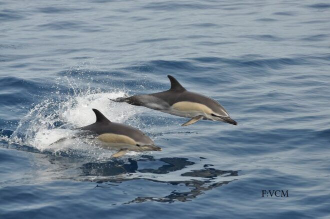 Gran Canaria: Dolphin and Whale Watching Cruise - Live Tour Guide and Languages