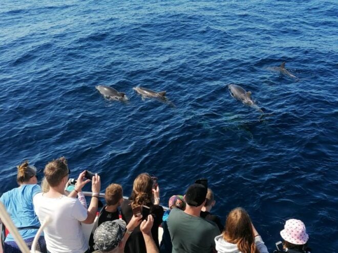 Gran Canaria: Dolphin and Whale Watching Cruise - Pricing and Reservation Options