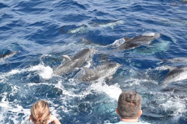 Gran Canaria: Dolphin and Whale Watching Cruise - Selecting Participants and Date